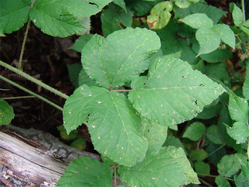 Изображение особи Rubus caucasicus.