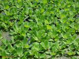 Pistia stratiotes. Часть куртины на поверхности пруда. Украина, г. Киев, Южная Борщаговка, пруд по ул. Булгакова. 19 августа 2013 г.