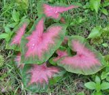 Caladium bicolor. Вегетирующее растение. Таиланд, национальный парк Си Пханг-нга. 19.06.2013.