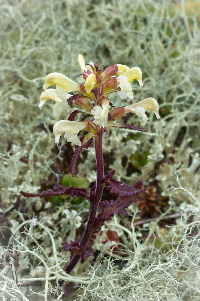 Изображение особи Pedicularis lapponica.
