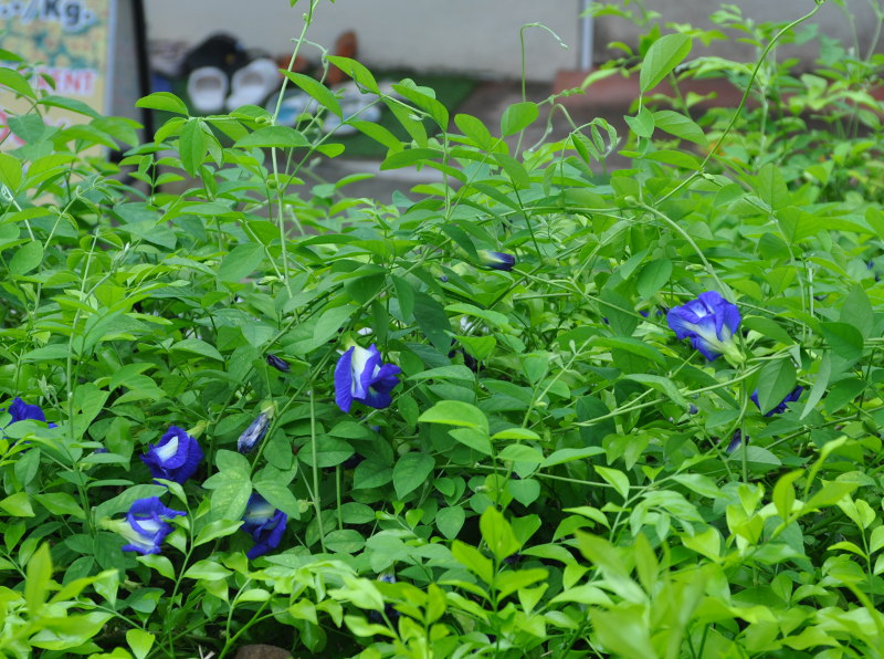 Изображение особи Clitoria ternatea.