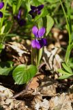 Viola odorata