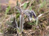 Pulsatilla pratensis. Цветущее растение. Ленинградская обл., Кингисеппский р-н, сосновый лес между оз. Судачье и Бабинское. 17.05.2014.