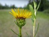 Inula salicina. Соцветие. Новосибирская обл, Карасукский р-н, с. Благодатное, сырой луг. 05.07.2014.