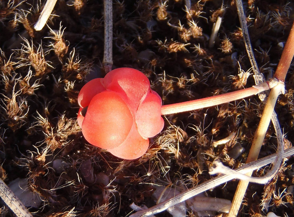 Image of Ephedra distachya specimen.