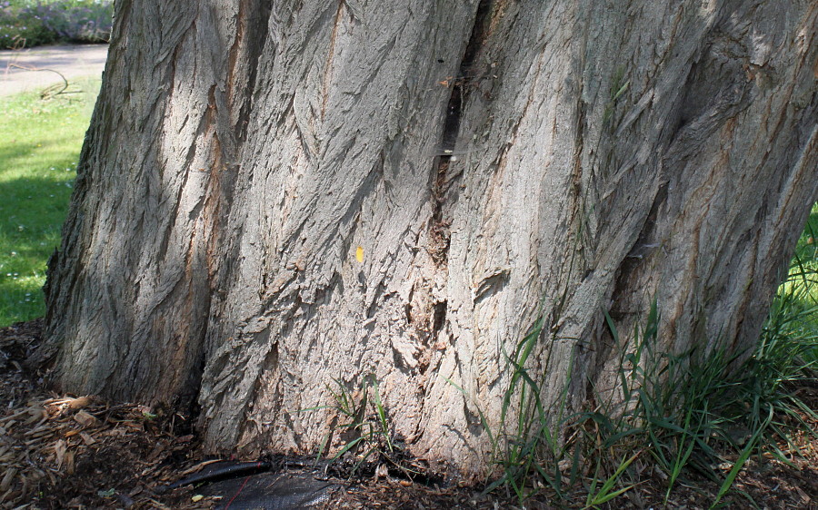 Изображение особи Robinia pseudoacacia.