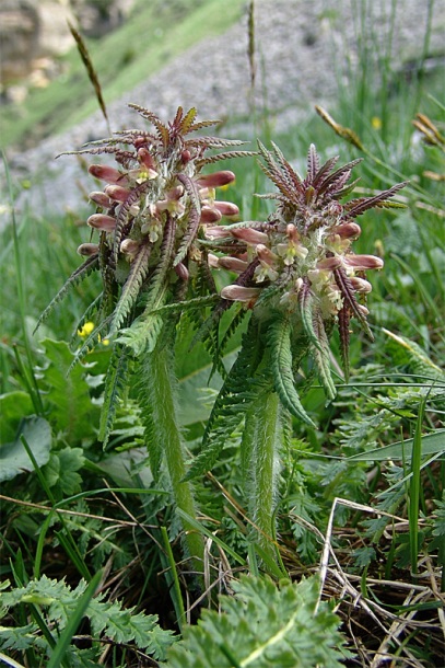 Изображение особи Pedicularis wilhelmsiana.