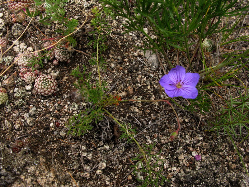 Изображение особи Erodium tataricum.