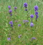 Campanula glomerata. Цветущие растения. Бурятия, Тункинский р-н, окр. пос. Аршан. 19.07.2014.