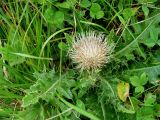 Cirsium rhizocephalum