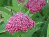 Spiraea japonica