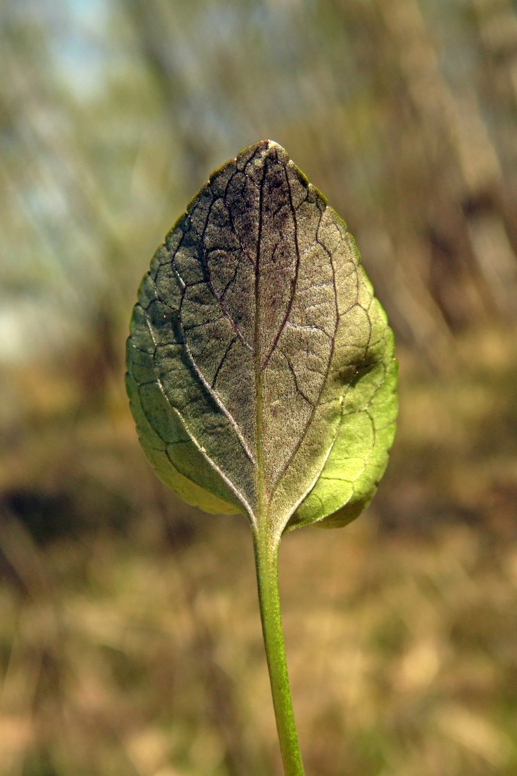 Изображение особи Viola riviniana.