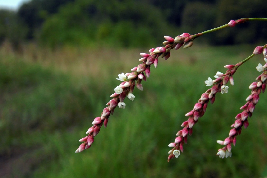 Image of Persicaria lapathifolia specimen.