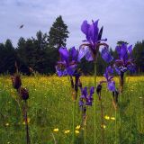 Iris sibirica. Верхушки цветущих растений и прошлогодние раскрытые коробочки. Свердловская обл., окр. г. Североуральск, разнотравный луг под ЛЭП в районе пос. Третий Северный. 28.06.2007.