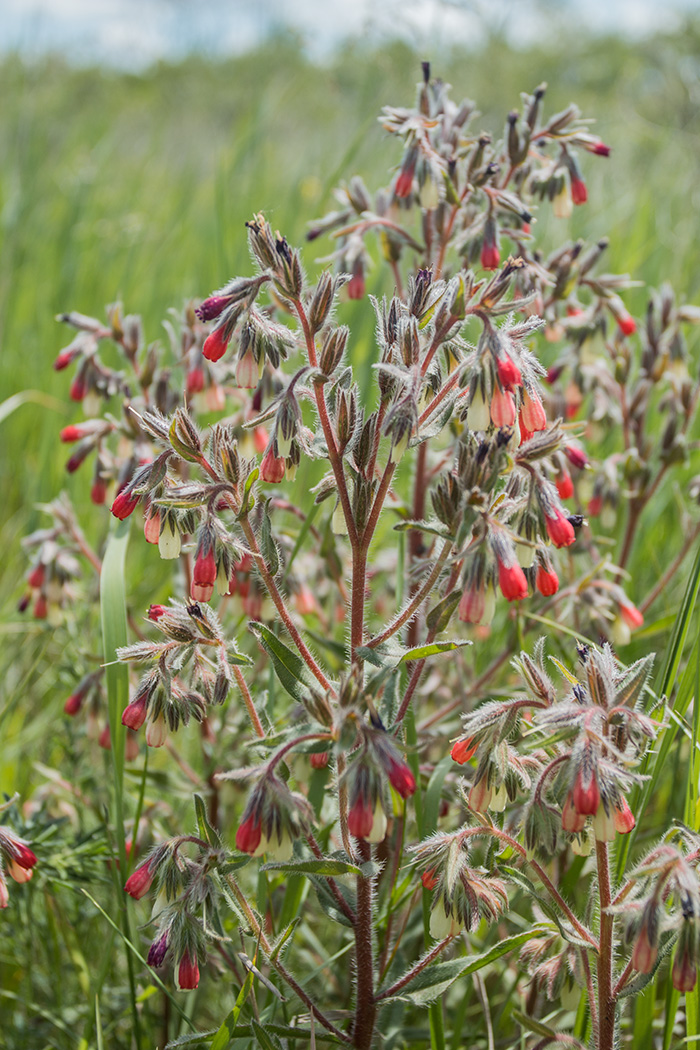 Изображение особи Onosma polychroma.