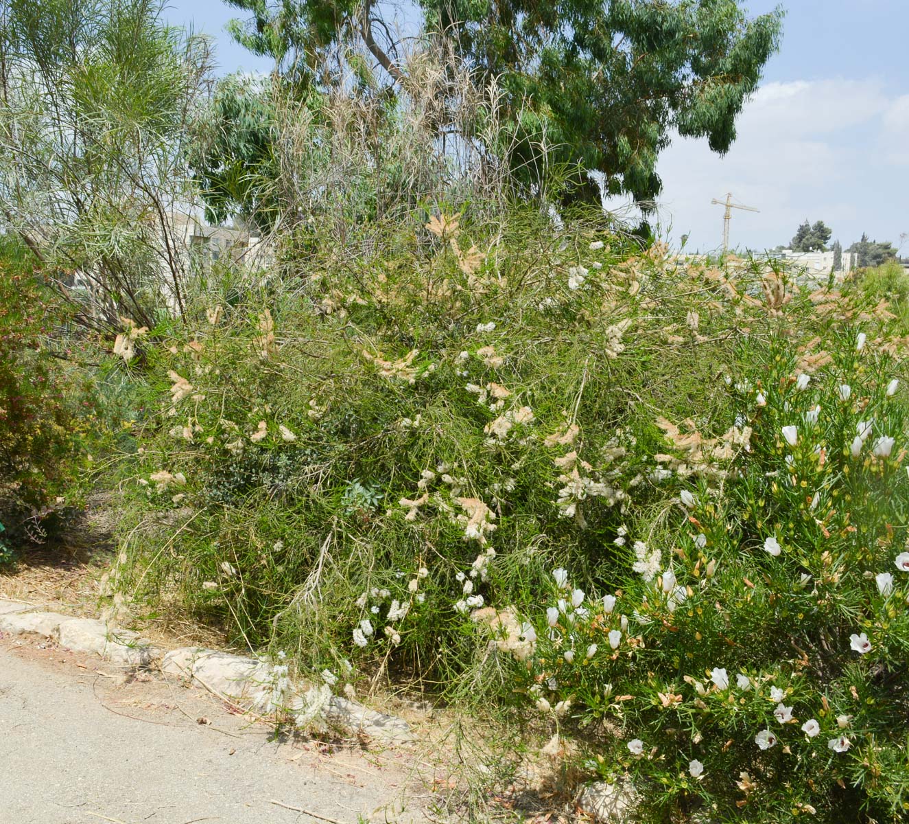 Изображение особи Melaleuca huegelii.