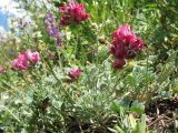 Oxytropis tschimganica