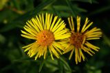 Inula salicina