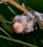 Hakea scoparia