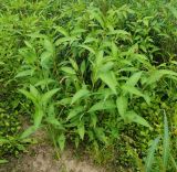 Persicaria lapathifolia