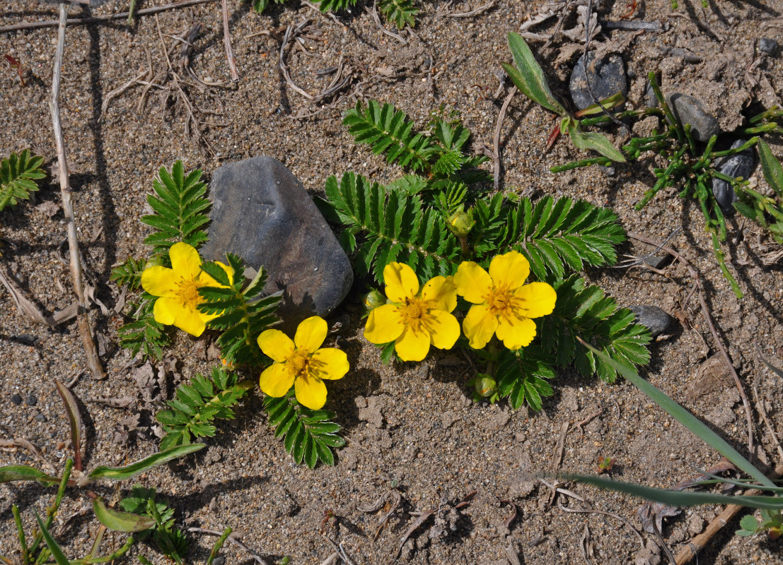 Изображение особи Potentilla anserina.