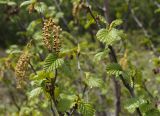 Duschekia fruticosa. Ветки с соцветиями. Якутия, Нерюнгринский р-н, окр. перевала Тит. 12.07.2016.