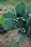 Opuntia discata. Плодоносящее растение с незрелыми плодами. Абхазия, Гудаутский р-н, Новый Афон, в культуре. 18.07.2017.