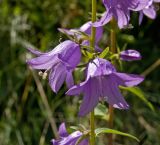 Campanula rapunculoides