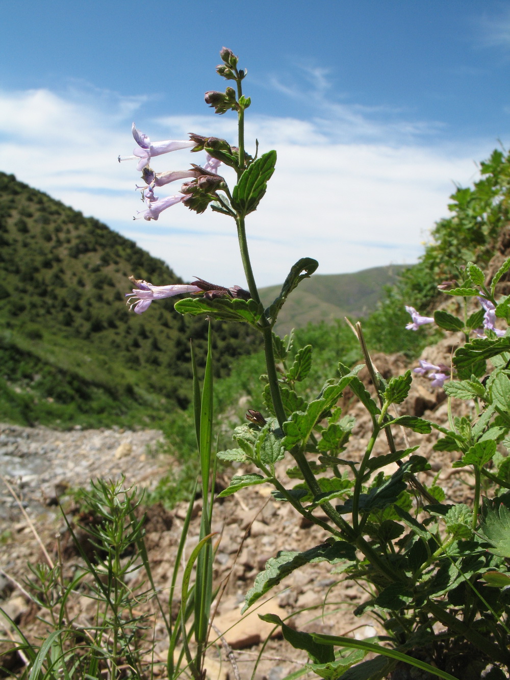 Изображение особи Lophanthus schrenkii.