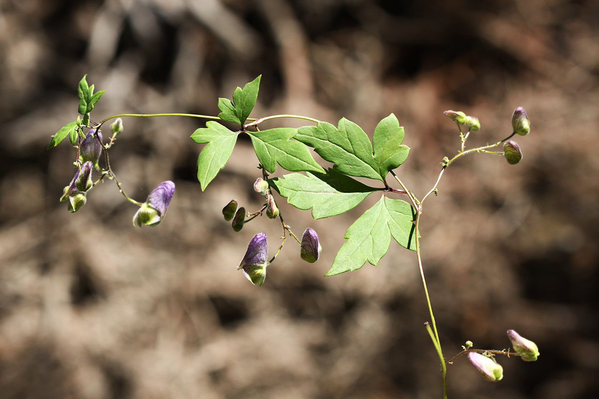 Изображение особи Aconitum stoloniferum.