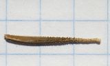 Tragopogon разновидность daghestanicus