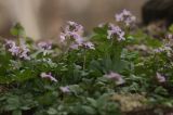 Cardamine quinquefolia