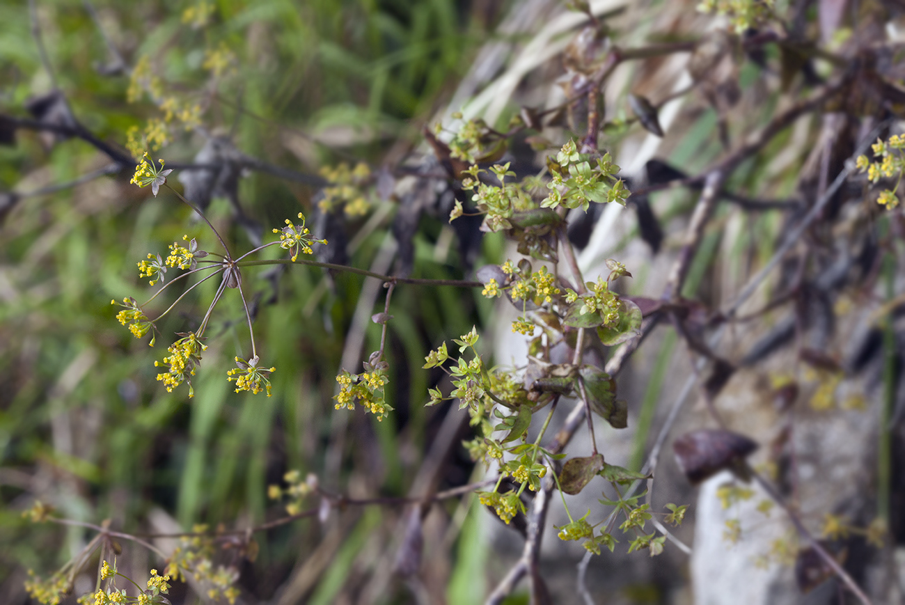 Image of Bupleurum rischawii specimen.