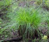 Carex cespitosa. Плодоносящее растение. Пермский край, Краснокамский р-н, заболоченный смешанный лес. 04.08.2018.