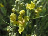 Verbascum lychnitis. Часть соцветия. Крым, Симферополь, Марьино, степной склон. 12.06.2019.