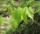 Fagus orientalis. Верхушка побега с молодыми листьями. Дагестан, окр. г. Дербент, гора Ачигсырт, лес. 23.04.2019.