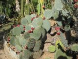 род Opuntia. Плодоносящее растение. Испания, Каталония, провинция Girona, Costa Brava, Blanes, ботанический сад \"Pinya de Rosa\". 27 октября 2008 г.