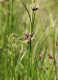 Bolboschoenus maritimus