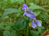 Viola ruppii