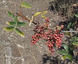 Pistacia mutica. Ветвь со спеющими плодами. Республика Крым, Алуштинский р-н, окр. с. Малореченское, горный склон, редколесье со следами выпаса скота. 04.09.2021.