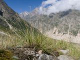 Festuca caucasica