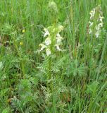 Pedicularis myriophylla. Цветущее растение. Бурятия, Закаменский р-н, окр. с. Далахай. 20-22.07.2009.