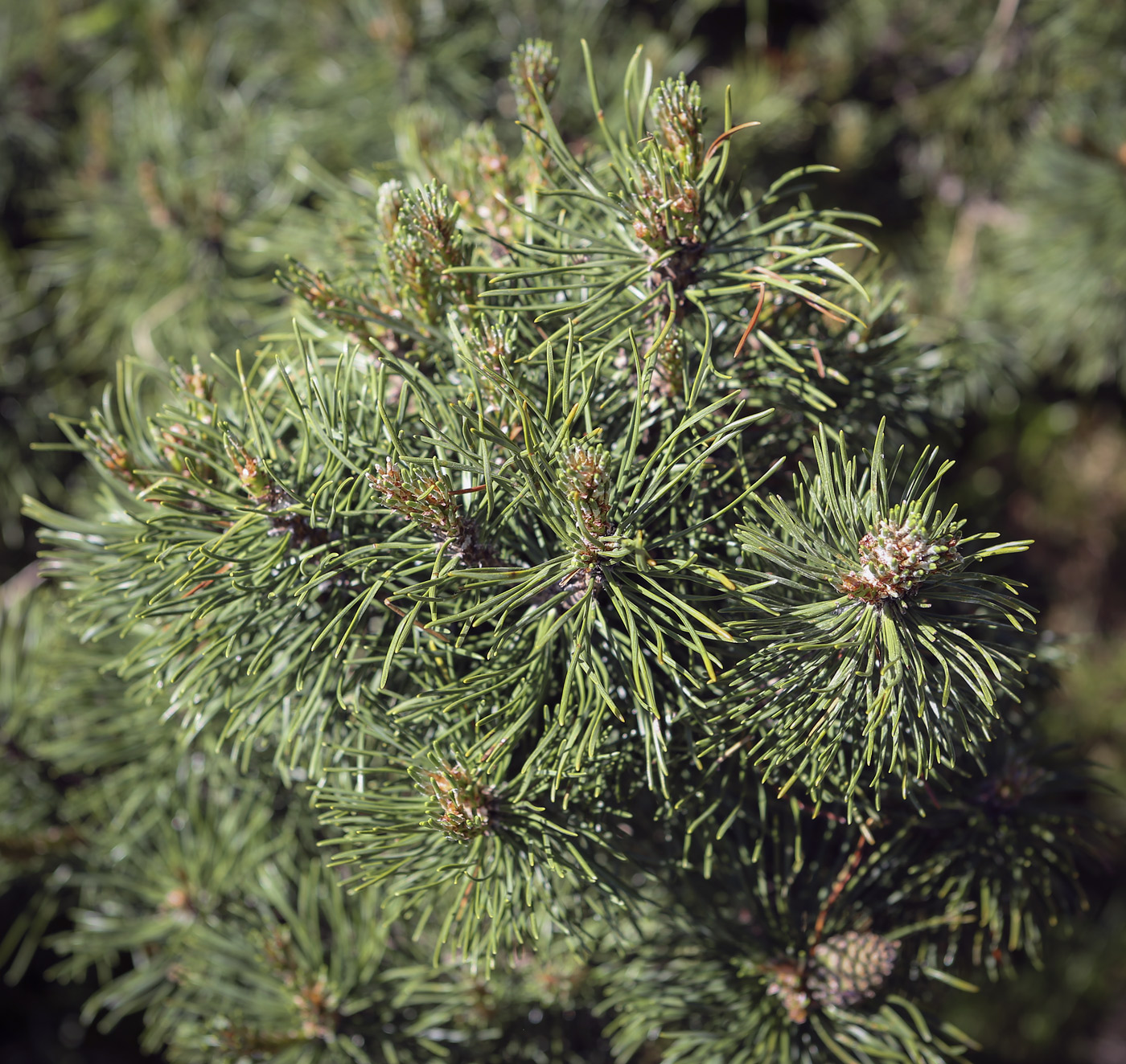 Изображение особи Pinus mugo.