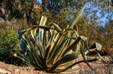 Agave americana var. marginata