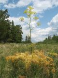 Ferula songarica. Цветущее растение. Казахстан, Восточно-Казахстанская обл., Калбинский Алтай, окр. пер. Таргын, степная поляна среди соснового редколесья. 22 июня 2023 г.