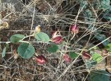 Capparis orientalis