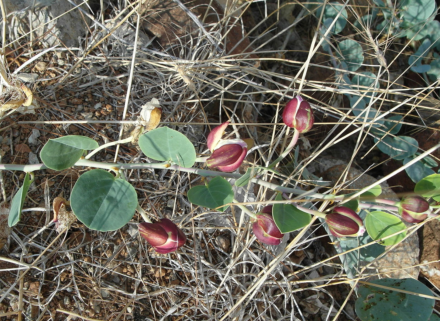 Изображение особи Capparis orientalis.