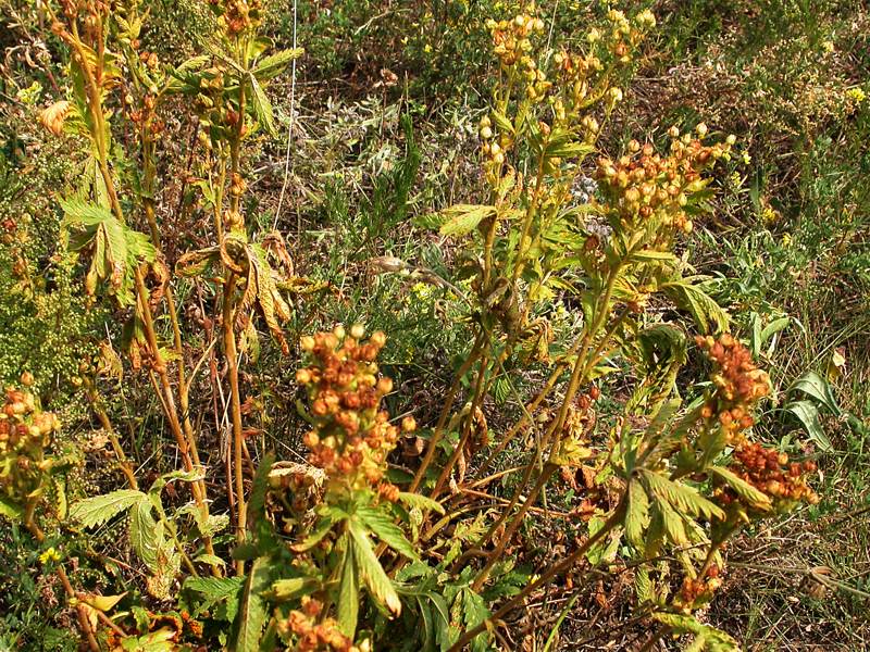 Изображение особи Potentilla longifolia.