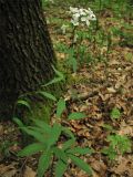 Cardamine bulbifera. Цветущее растение в широколиственном лесу. Украина, Закарпатская обл., Виноградов, Чёрная гора. 5 мая 2008 г.