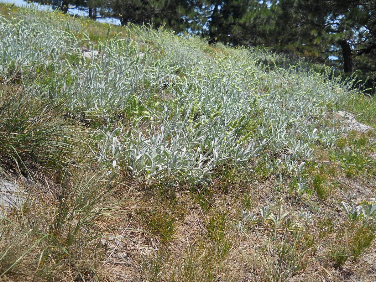 Изображение особи Sideritis catillaris.